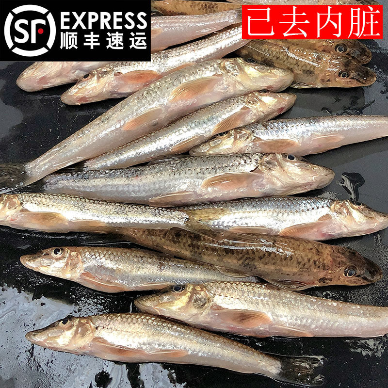 【顺丰包邮】湖北淡水鱼棍子鱼沙沟鱼新鲜棍子鱼沙丁鱼船钉子沙锥