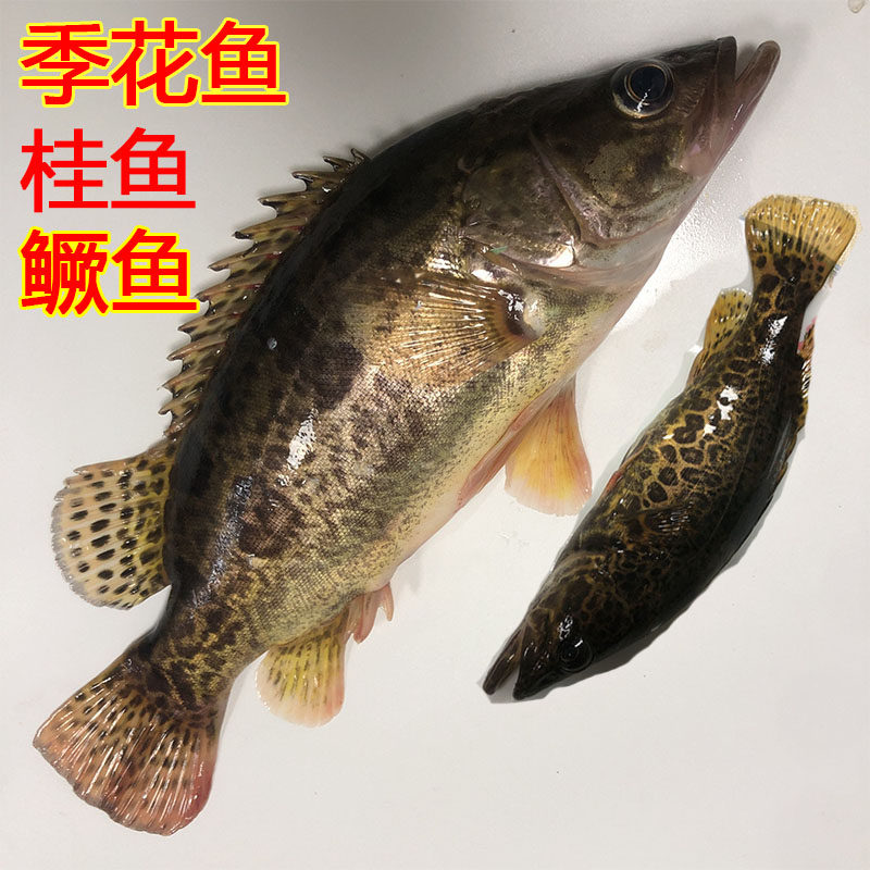 湖北麻城新鲜活现杀正宗鳜鱼桂鱼淡水 桂花鱼季花鱼1斤