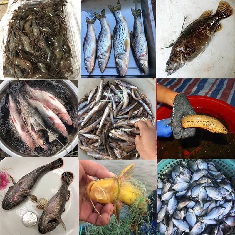 【可混拼】沙塘鳢棍子鱼鲫鱼鲤鱼鳜鱼武昌鱼甲鱼花鲢黄辣丁翘嘴鱼