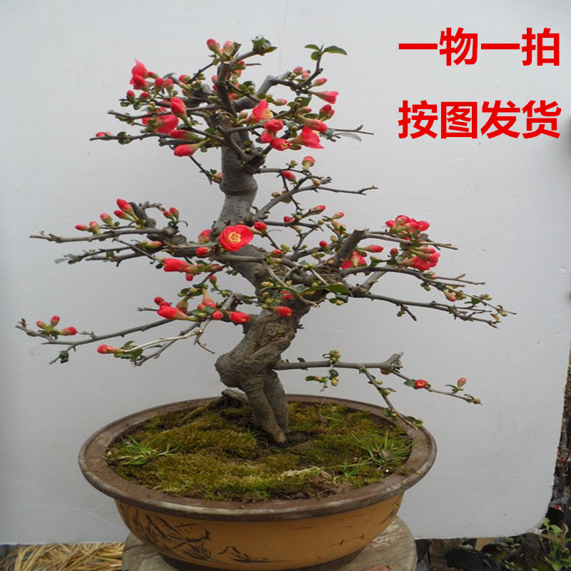 一物一拍 日本长寿冠海棠盆景树桩实物重花瓣大红花海棠耐寒植物