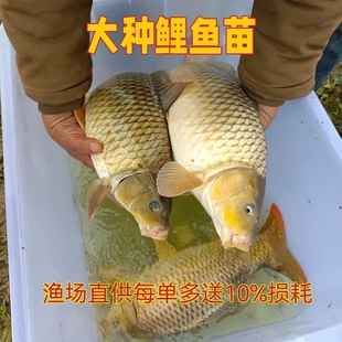 鲤鱼苗 建鲤鱼苗 稻田鲤鱼苗 丰鲤鱼 河鲤 杂交鲤鱼 淡水鲤鱼苗