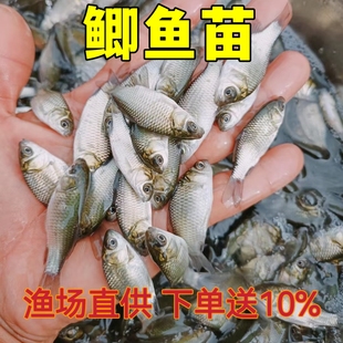 中科5号鲫鱼苗 鲫鱼苗大板鲫鱼苗 工程鲫 彭泽鲫  白鲫鱼苗 活体