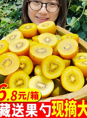四川浦江一级黄心猕猴桃新鲜5斤大果包邮水果奇异果泥弥猴桃翠香