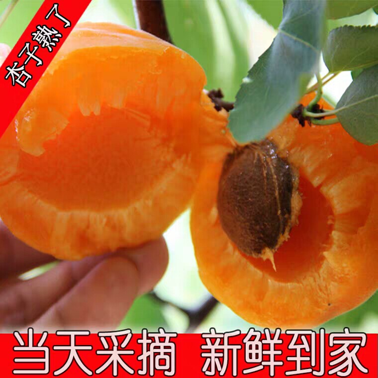 山西金太阳杏子水果新鲜5斤酸甜大黄杏应季时令孕妇现摘包邮红梅3