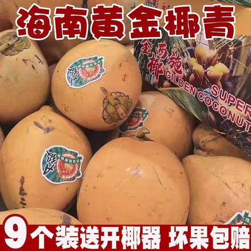 海南三亚特产黄金椰子新鲜水果甜