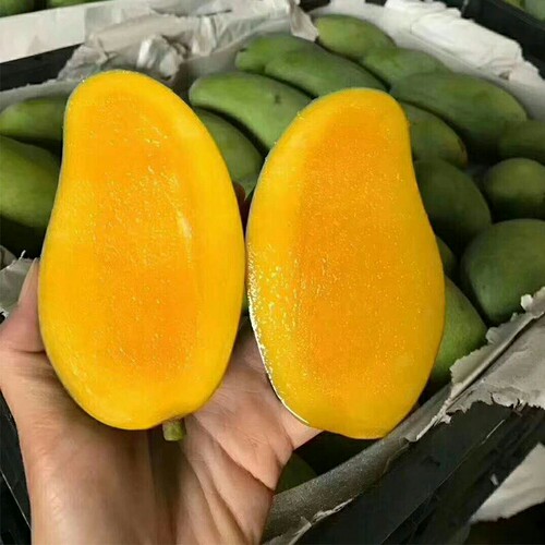广西百色小甜心芒可生吃脆甜10斤