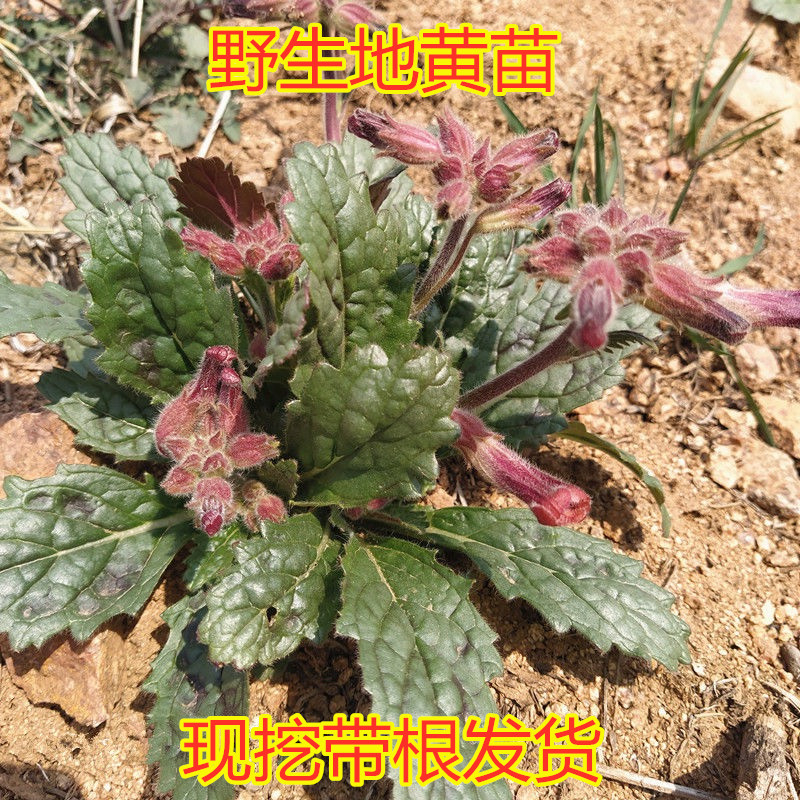 地黄苗野生新鲜地黄苗现挖带根天然生地黄根中药材精选农产品包邮
