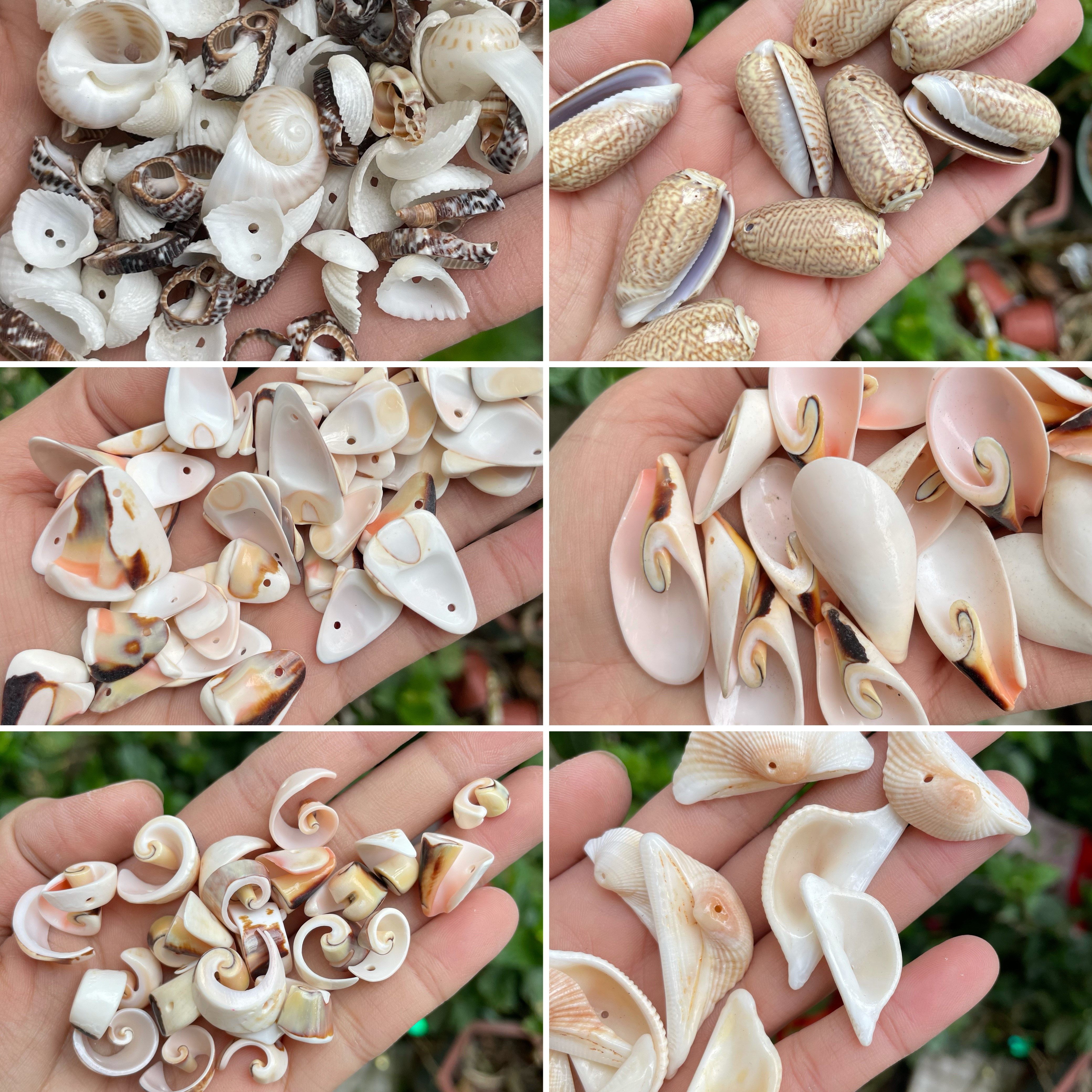 不规则天然海螺壳贝壳手工材料diy配件 带孔异形贝壳串珠饰品少量