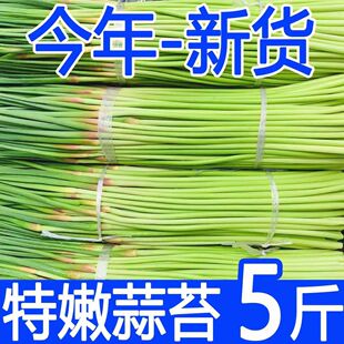 2026年新鲜现摘嫩蒜苔鲜蒜毫新蒜薹河南红帽当季时令蔬菜现抽现拔