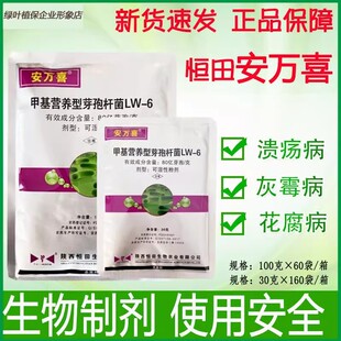 恒田安万喜甲基营养型芽孢杆菌柑橘黄瓜细菌性条斑病农药杀菌剂