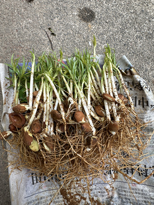 桃苗优质毛桃苗幼苗桃树嫁接