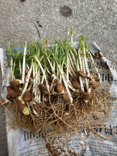 桃苗优质毛桃苗幼苗桃树嫁接