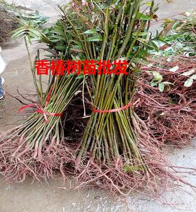 香椿树苗椿芽树苗落叶香椿苗菜木芽苗红芽香椿苗园林绿化树苗