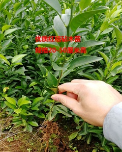 优质红橘苗红桔苗四川红桔苗红橘小苗柑橘嫁接砧木卖家包邮