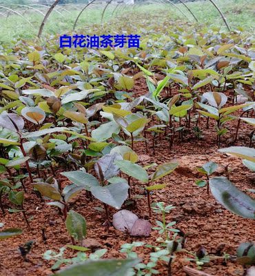 供应广西油茶苗茶树小苗油茶芽苗中籽白花油茶实生苗