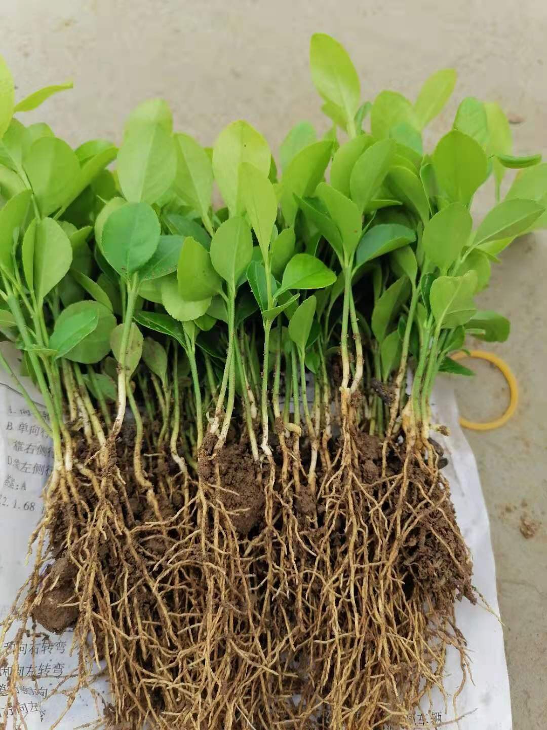柠檬苗土柠檬幼苗红芽柠檬芽苗柠檬直生苗小叶柠檬保湿保鲜包邮