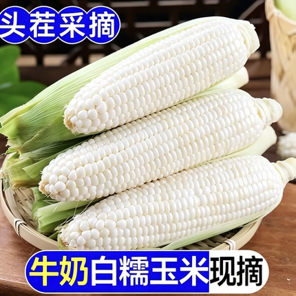 重庆新鲜白甜糯玉米即甜又糯新摘当季白糯玉米苞谷甜嫩黏玉米带壳
