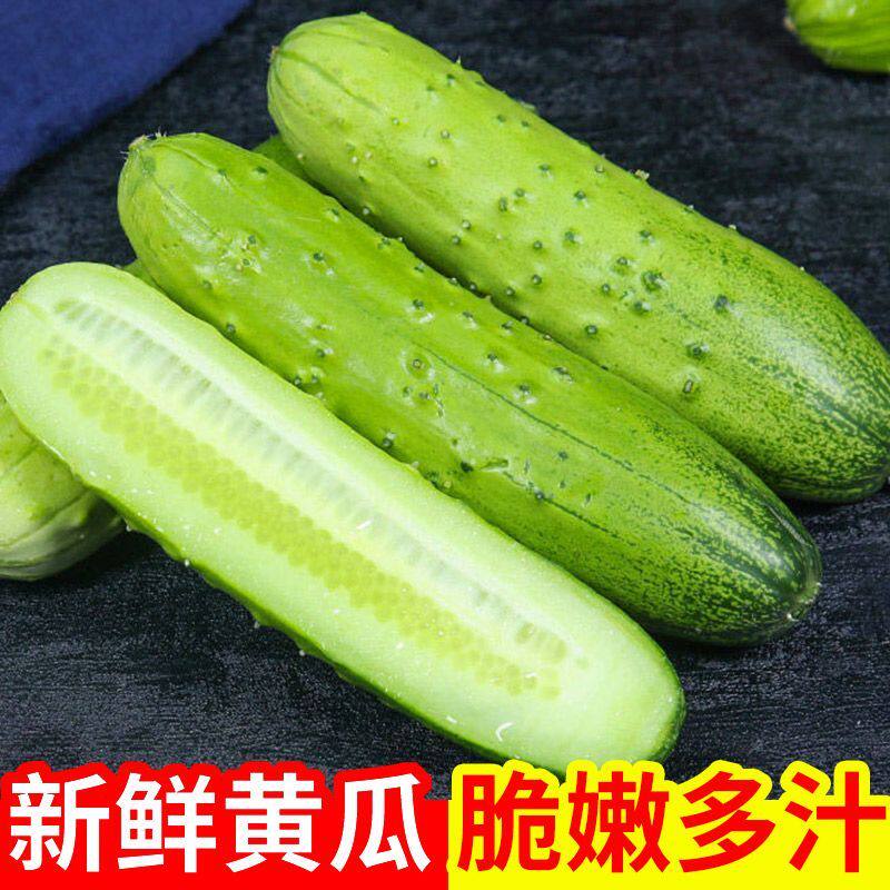 四川老品种特色土黄瓜旱黄瓜脆嫩好吃凉拌生吃美味清甜土黄瓜蘸酱