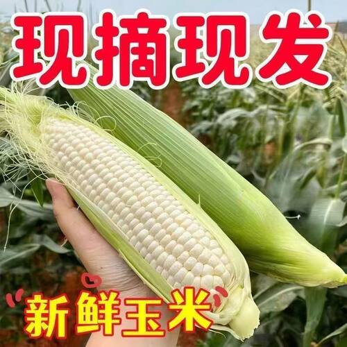 重庆高山糯玉米当季新鲜既甜又糯白粘糯现摘白糯玉米农家自种