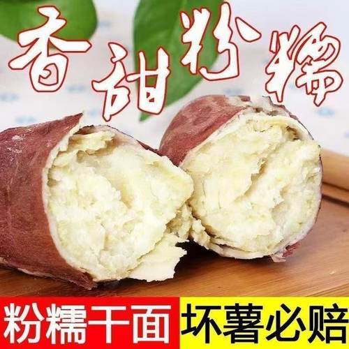 白心板栗味红薯新鲜现挖红皮粉糯番薯地瓜富硒干面正宗白心红薯