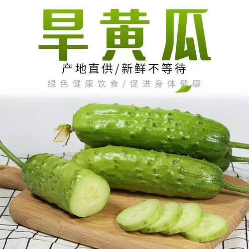 【农田直销】自种特色土黄瓜脆嫩好吃美味清甜旱黄瓜新鲜现摘现发
