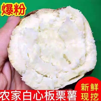 【粉糯面】正宗白心板栗薯红薯新鲜现挖白瓤番薯白肉农家地瓜山芋