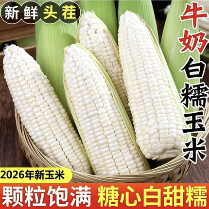 甜糯玉米甜玉米高山糯玉米现发带壳苞米包谷香甜新鲜自种现摘发货