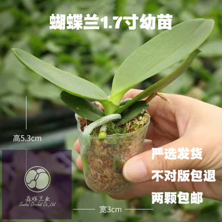 蝴蝶兰花苗幼苗1.7寸婴儿苗不带花剑 保证对版【森晖兰业】