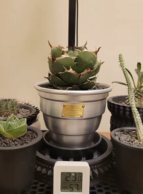 MassesM&M龙舌块根沙生植物多肉金属花盆木村拓哉同款手工盆日潮