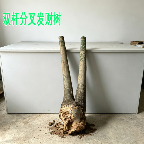 双杆连体发财树大型盆栽办公室内前通开业绿植盆景py