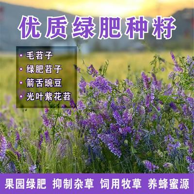 箭舌豌豆种子毛苕子光叶紫花苕长柔毛野豌豆蜜源牧草果园绿肥种籽