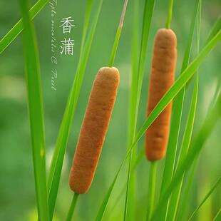 香蒲种子水蜡烛籽多年生落叶宿根挺水型东方香蒲草蒲黄种籽子包邮