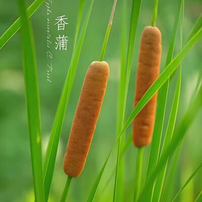 香蒲种子水蜡烛籽多年生落叶宿根挺水型东方香蒲草蒲黄种籽子包邮