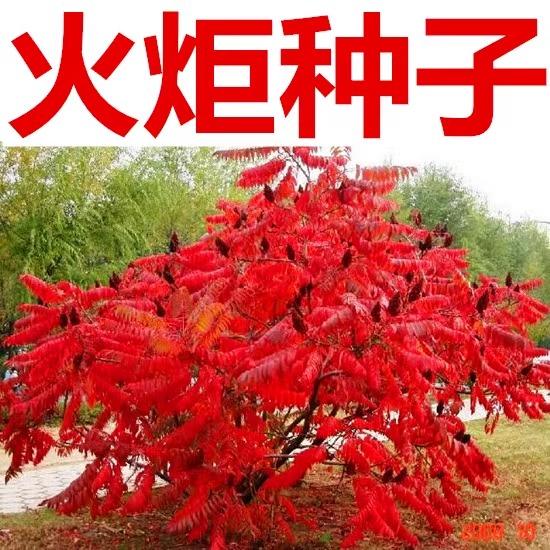 火炬种子加拿大盐肤木又名鹿角