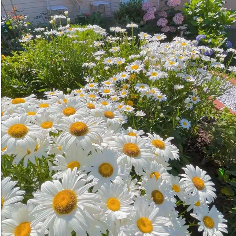 四季开花大滨大滨菊种子雏