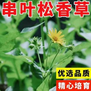 华夏神菊种子串叶松香草大叶蛋白菊多年生教授菊牛羊蛋白养猪牧草