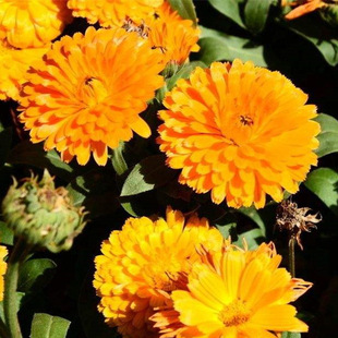 金盏菊种子四季长青花种子大金盏花种子长生菊花籽四季花草庭院