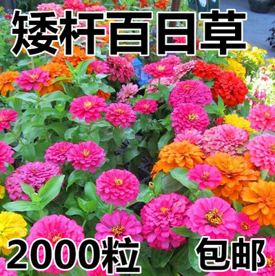 夏天四季草花籽室外白日矮杆