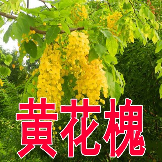 白花刺槐树洋槐蜜蜂采蜜紫穗槐