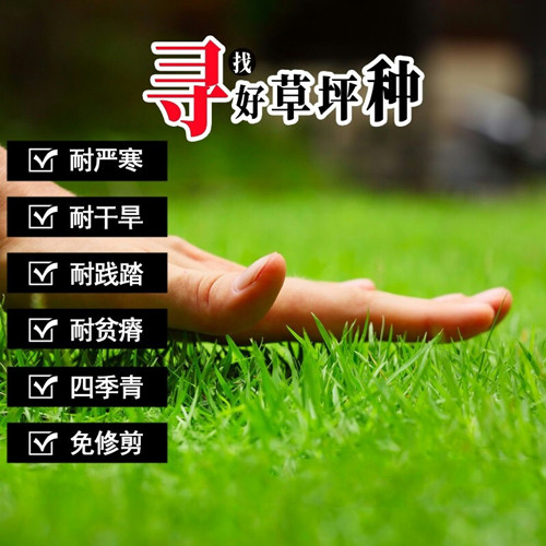 不开花草坪籽草坪籽种子四