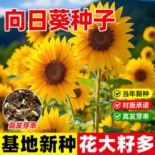 食用向日葵种子长杆葵花种籽大粒瓜籽葵种子庭院菜园葵花种子大全 - 封面