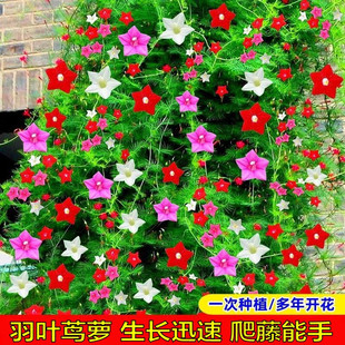 羽叶茑萝花种子庭院爬藤植物五角星花盆栽阳台四季易种活开花