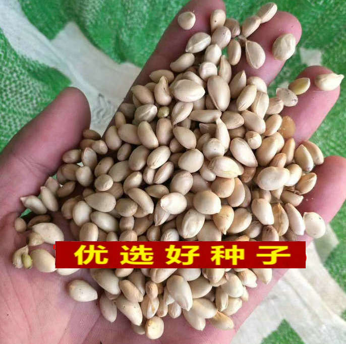 嫁接柠檬沃柑脐橙种子枸橘