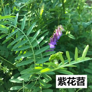 毛苕种子长柔毛野豌豆种籽箭舌豌豆种毛叶光叶紫花苕子毛苕子籽