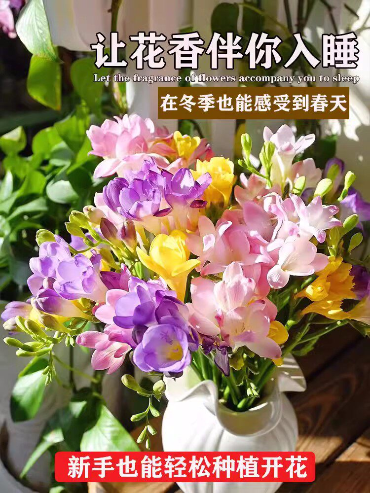 香雪兰种球好养活四季开花大球重瓣小苍兰花卉植物室内花种子