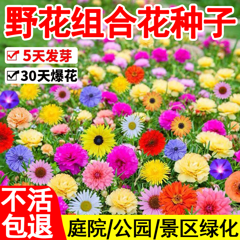 野花组合花籽耐寒多年矮生波斯菊花种子四季易活格桑花种籽百日草