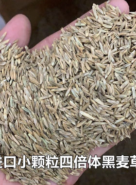 进口特高一年生黑麦草种子宽叶四倍体冷季牧草养殖鸡鸭鹅鱼草子种