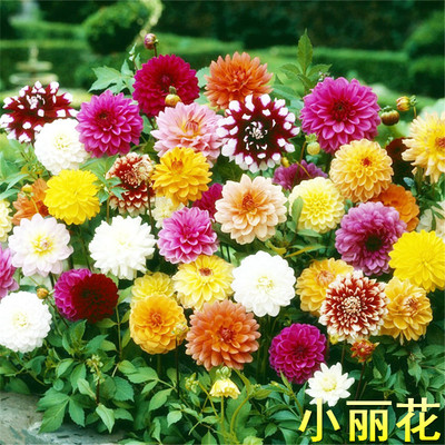 混色庭院阳台景观多年生小丽花