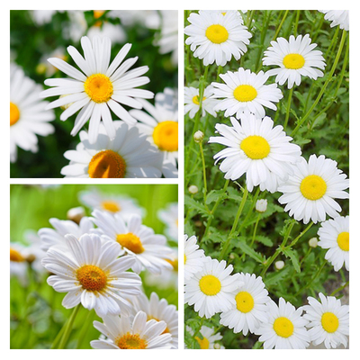 雏菊康乃馨花卉爆盆品种旱金莲