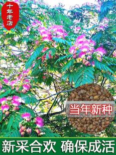 合欢种子红花合欢金银合欢观赏盆栽绒花树落叶乔木绿化行道树种籽